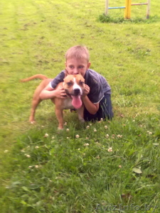 Нора – полуторагодовалая девочка стаффордширского терьера ищет новый дом. #425909