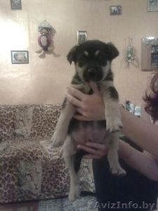 щенок немецкой овчарки без родословной в дар #426266