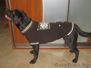 Вязаные вещи для собак #453579