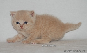 Мягкие и пушистые любимцы #434686