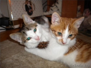 3-месячные котята-мальчики в добрые руки! #425842