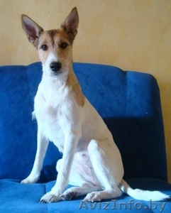 Стрижка собак в Минске!  #374066