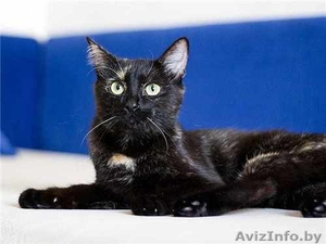 Сонечка примерная мурлыка #444034