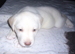 Щенки Лабрадора (с родословной) !! #451382