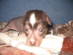 китайской хохлатой собачки щенки голые #446828