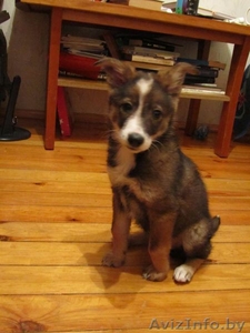 щенок-девочка,  веселый,  сообразительный,  классный - в дар! #437750