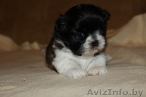 девочка ши-тцу!!! #437531