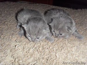 Британские котята голубого окраса продаются #430229