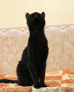 Изящная пантерка-кошка Лика #435563