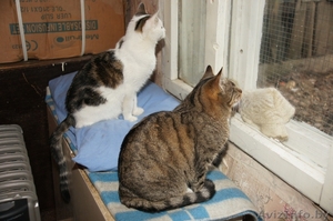 Подарите им дом! #445082