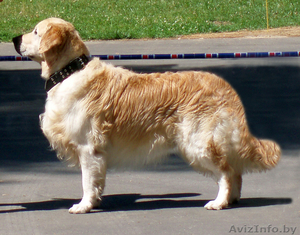 Голден (золотистого) ретривера щенки от выездной вязки #435172
