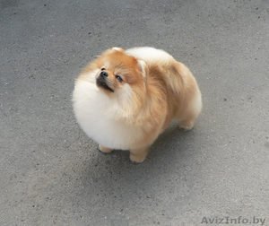 Померанский шпиц (карликовый) #437120