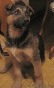 Овчаристые щенки в дар! #456098