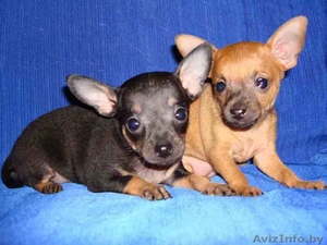 Профессиональный питомник той-терьеров КСУ-FCI,  щенки,  вязки,  доставка #430741