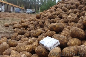 отличный картофель #440772