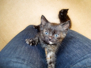 Адель и Марси - французские 