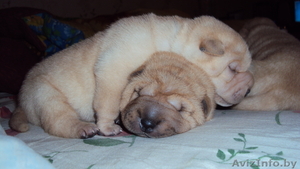 щенки шарпея !!!!!!!!! #444544