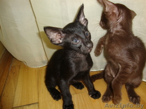 продам котят ориентала #441368