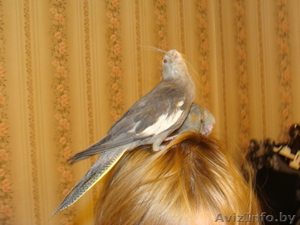 Попугай корелла 1.5мес. Ручные как котята  #431778