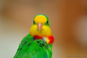 АВСТРАЛИЙСКИЙ РОСКОШНЫЙ БАРРАБАНДОВ ПОПУГАЙ #455633