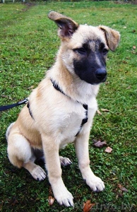 Ласковый овчаристый щенок в дар ! #426246