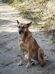 Добрая собака в дар (можно в загородный дом или вольер) #429461