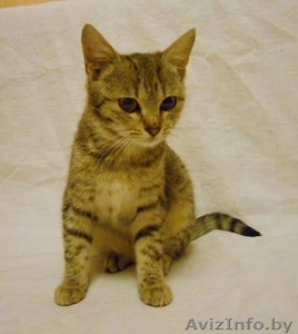 ДАР. Милые котята ищут заботливый хозяев! #427464