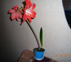 Гиппеаструм луковицы #374058