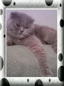 кошка приглашает на вязку #444191