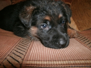 Щенки немецкой овчарки ГДР линии от профессионального кинолога #426247