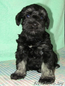 щенки цвергшнауцера черные с серебром #440469