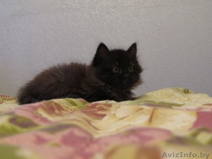 Коричневый Котенок в дар #440250