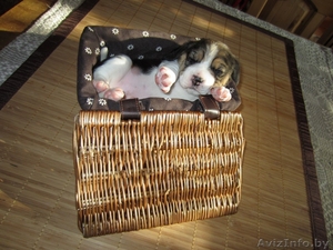 Щенки Бигля от титулованных родителей #435465