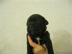 Щенки Кане корсо #425234