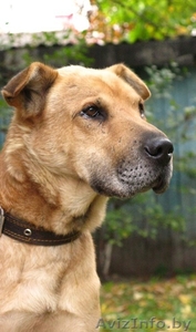 Деймонд - метис шарпея – в хорошие руки! #456102