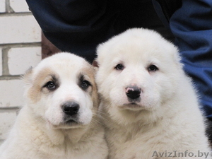 Щенки алабая (среднеазиатская овчарка,  волкодав) #436963