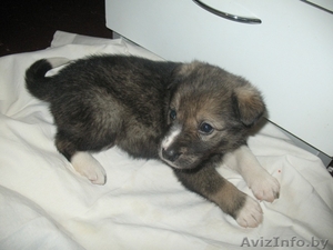   Месячный чудо-щенок в дар! #428687
