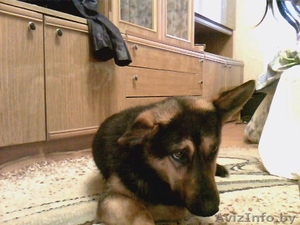 отдам в дар чудесную собаку #447511