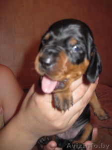 Щенки таксы ищют любищих хозяев #435140