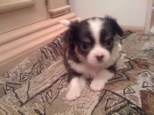 продаются щенки чихуа-хуа #430046