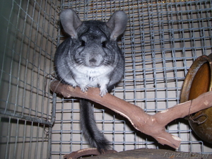 Отличный подарок на Новый год - шиншилла #452576