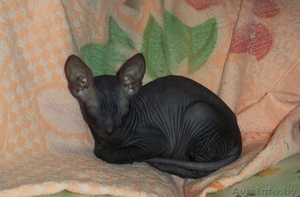 Продам донского сфинкса #433774