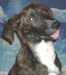 Щенок ждёт любящего хозяина #446597