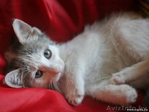 Очаровательная девочка бело-дымчатого окраса в дар! #425601