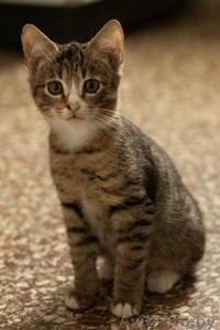 Разные красивые котятки в дар! #432308