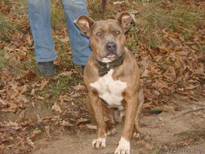 Кобель пит-бультерььера в ответственные руки #442371