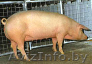 Поросята ландрасы  #446741