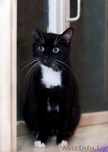 Марта – кошечка окраса «домино» в дар! #442525