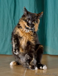 Мика – трёхцветка ищет дом! #429110