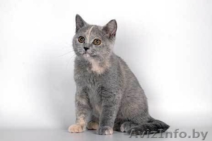 мягкие и пушистые Британцы #438926